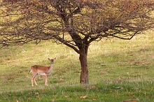 Daino sotto l'albero